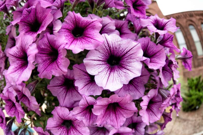 Close-up cluster of purple and white petunia blossoms with a brick building blurred behind