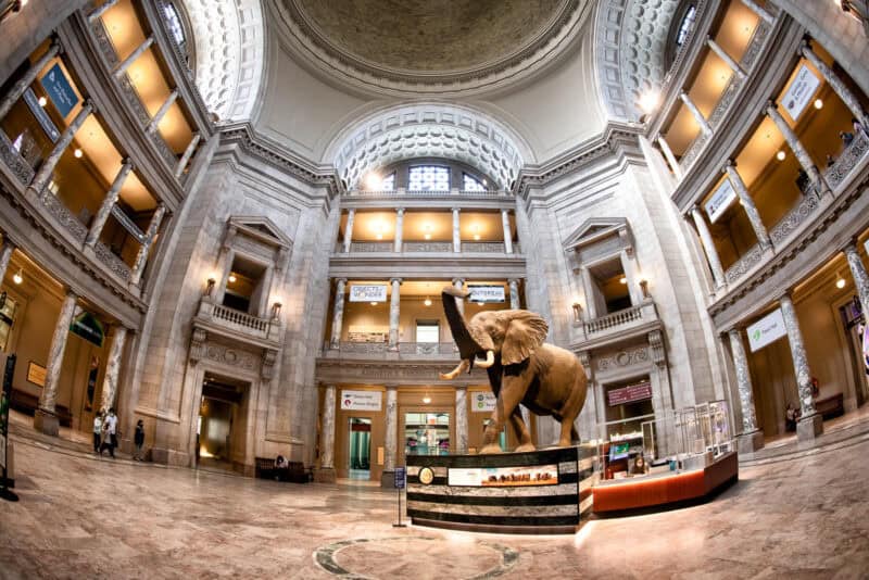 Taxidermy elephant statue centered beneath the ornate rotunda of the National Museum of Natural History