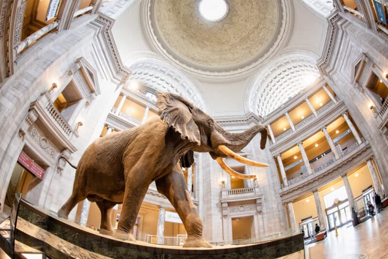 Taxidermy elephant with raised trunk beneath the domed rotunda of the National Museum of Natural History