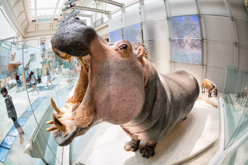 Taxidermy hippopotamus with mouth wide open displayed inside a museum gallery