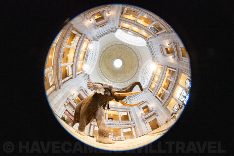 Circular fisheye view of a taxidermy elephant beneath the domed rotunda of the National Museum of Natural History