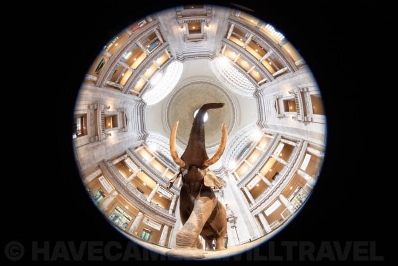 Circular fisheye view looking up at a taxidermy elephant beneath the museum rotunda balconies