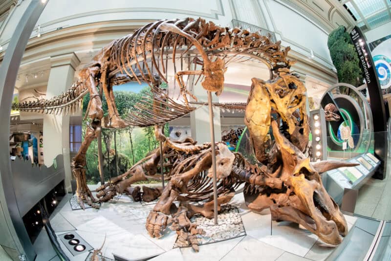 Mounted dinosaur skeletons on display in the fossil hall of the National Museum of Natural History
