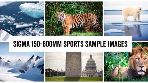 Sigma 150-600mm f/5-6.3 DG OS HSM Sports Telephoto Zoom Lens