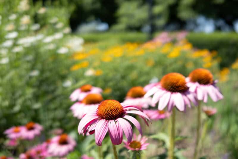 Fujifilm X100V Sample Image