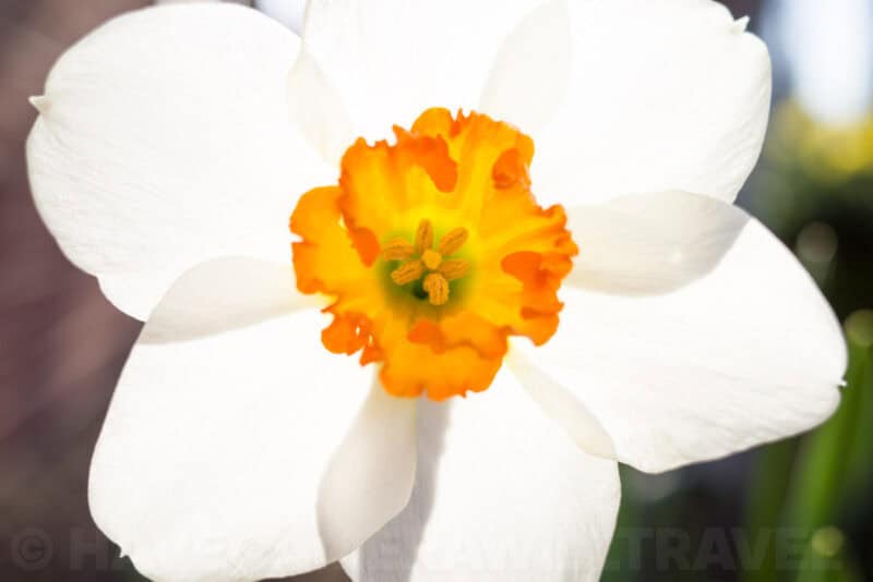 Ricoh GR III Macro Image. Photo by David Coleman | havecamerawilltravel.com
