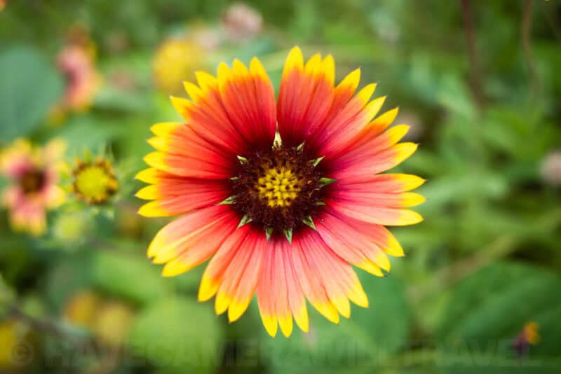 Ricoh GR III Macro Image. Photo by David Coleman | havecamerawilltravel.com