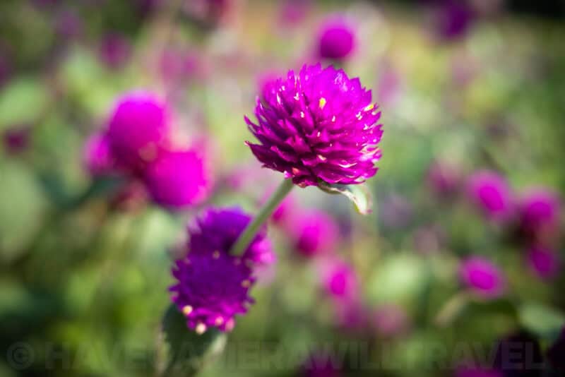 Ricoh GR III Macro Image. Photo by David Coleman | havecamerawilltravel.com