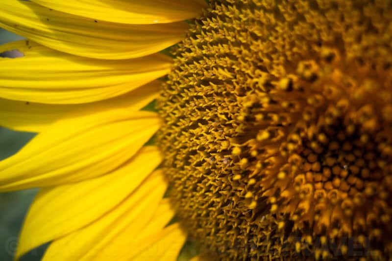 Ricoh GR III Macro Image. Photo by David Coleman | havecamerawilltravel.com