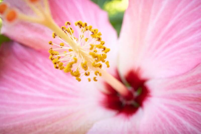 Ricoh GR III Macro Image. Photo by David Coleman | havecamerawilltravel.com