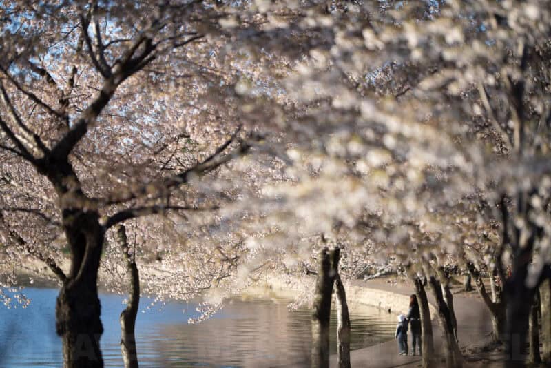 Washington DC Cherry Blossoms - March 29, 2022