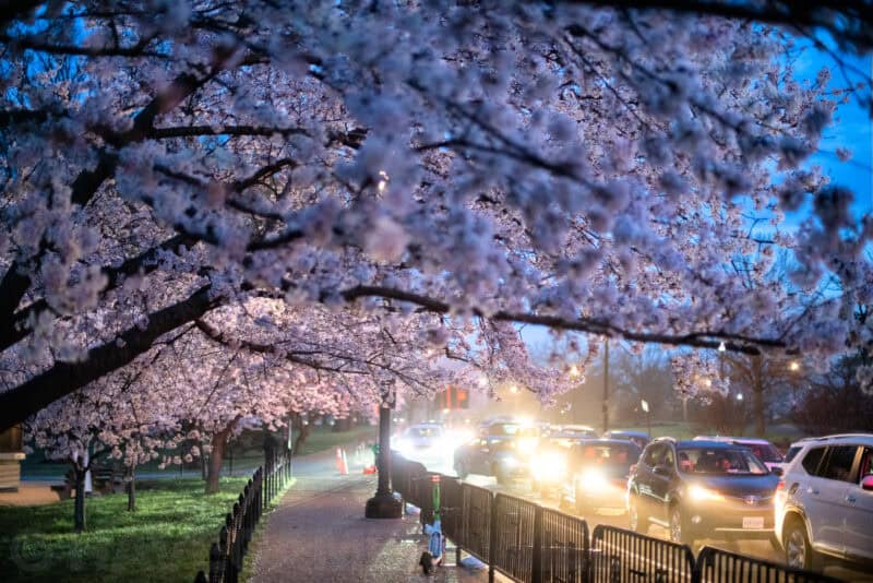 Washington DC Cherry Blossoms - March 25, 2022