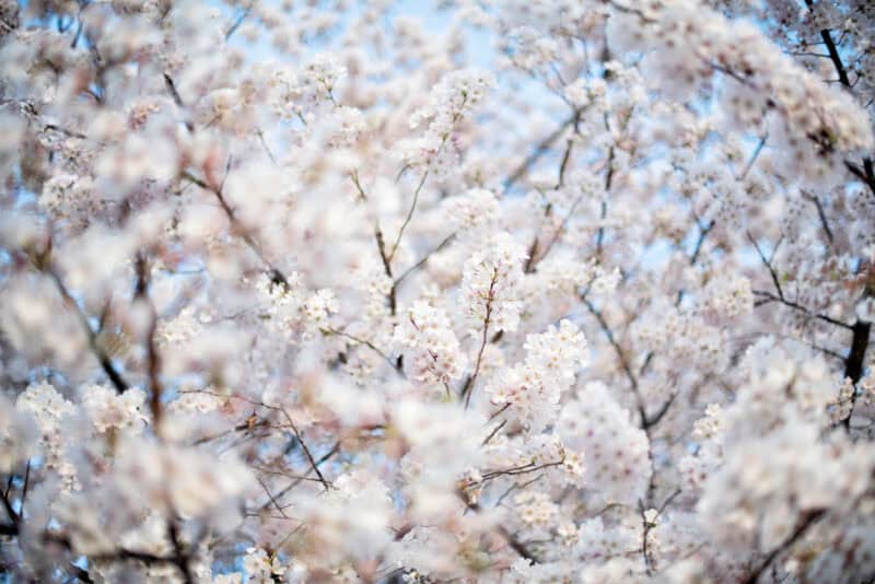 Washington DC Cherry Blossoms - March 28, 2022