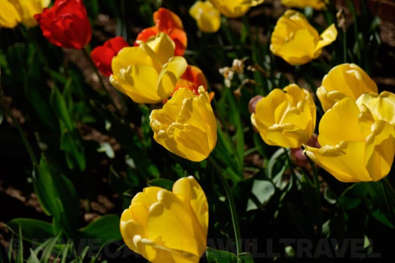 Fujifilm X-T1 Mirrorless Camera Sample Image