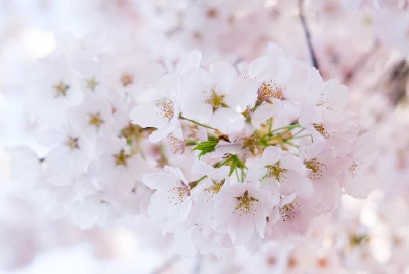 Washington DC Cherry Blossoms: April 12, 2014