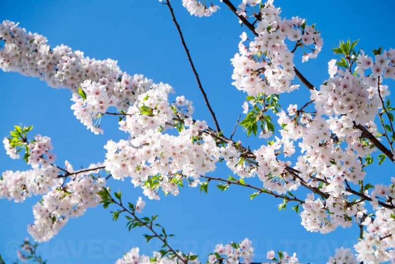 Washington DC Cherry Blossoms: April 12, 2014