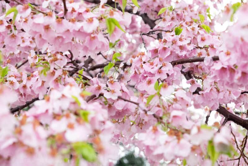 Fujifilm X-T1 Mirrorless Camera Sample Image
