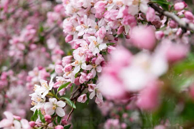 Fujifilm X-T1 Mirrorless Camera Sample Image