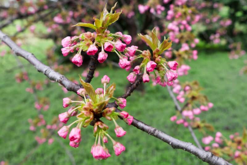 Fujifilm X-T1 Mirrorless Camera Sample Image