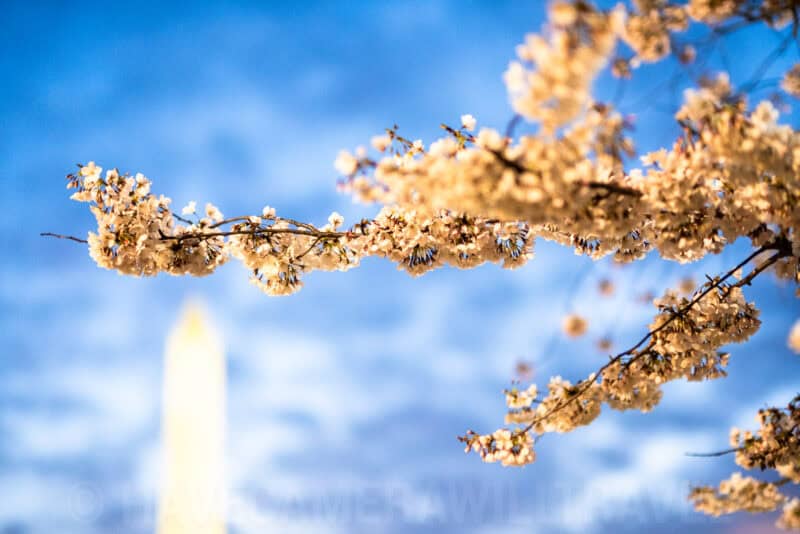 Cherry blossom branches in soft evening light with the Washington Monument blurred in the background