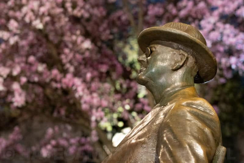 Bronze FDR Memorial statue in profile wearing a hat, framed by blooming pink cherry blossoms