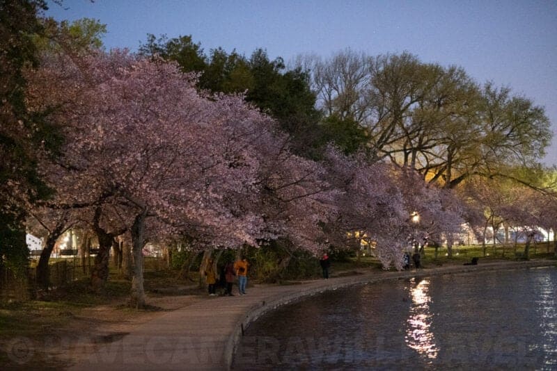 Visitors walking a path beneath blooming cherry trees along the Tidal Basin at dusk