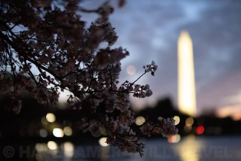 Cherry blossom branch silhouetted against the illuminated Washington Monument at dusk