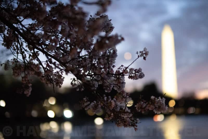 Cherry blossom branches in the foreground with the illuminated Washington Monument at twilight