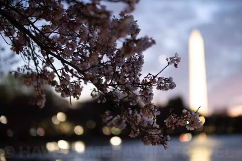 Cherry blossom branches framing the glowing Washington Monument against a twilight sky