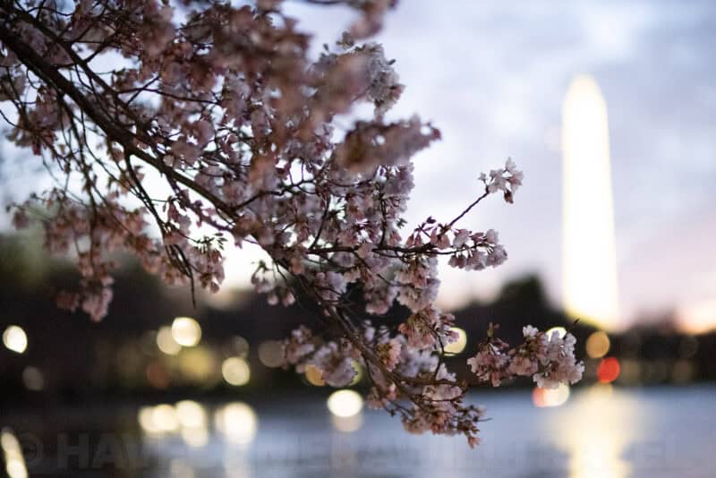Cherry blossom branches framing the illuminated Washington Monument across the Tidal Basin at dusk