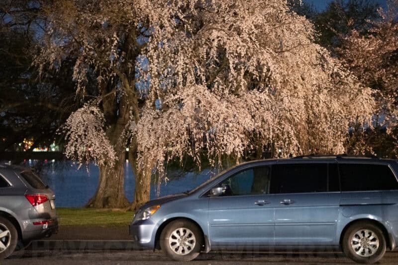 Parked cars beneath a blossoming cherry tree near the Tidal Basin at night