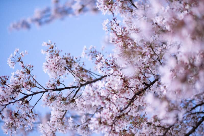 Close-up of pink and white cherry blossom clusters against a clear blue sky