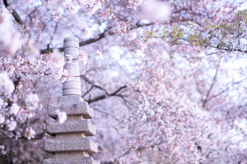 Stone pagoda lantern surrounded by pink cherry blossoms in Washington DC