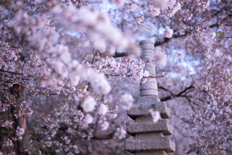 Stone pagoda lantern framed by blooming cherry blossom branches in soft evening light