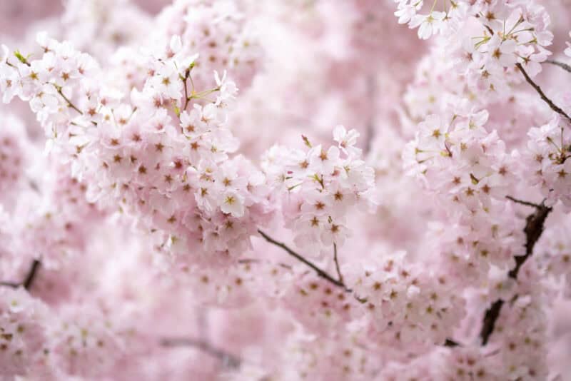 Dense cluster of pale pink cherry blossoms filling the frame
