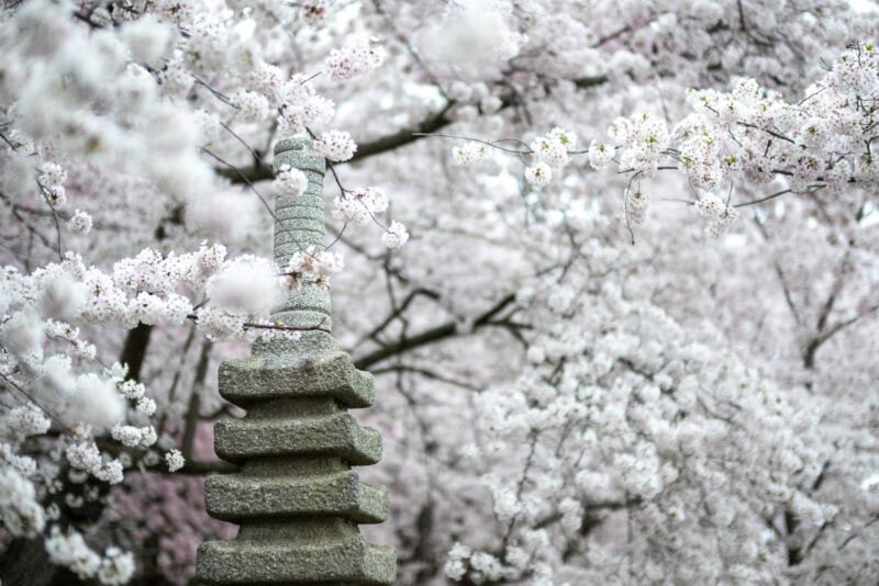 Stone pagoda lantern surrounded by blooming white cherry blossoms