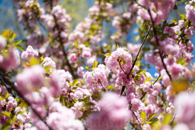 Close-up of pink cherry blossoms in full bloom against a soft blue sky