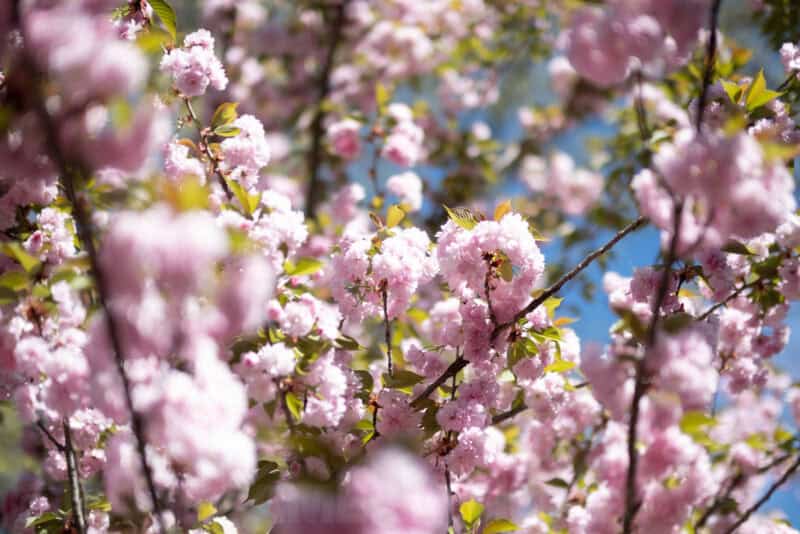Fujifilm XF 50mm f/1.0 R WR lens sample image