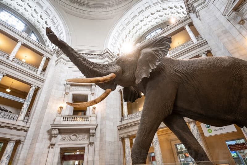 Taxidermy elephant with raised trunk beneath the domed rotunda of the Smithsonian Natural History Museum