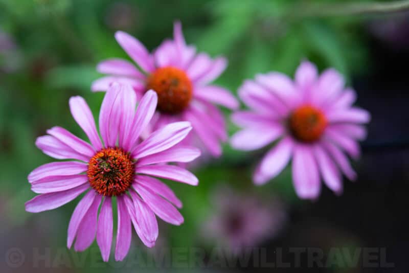 Nikon NIKKOR Z 50mm f1.2 S Lens Sample Image