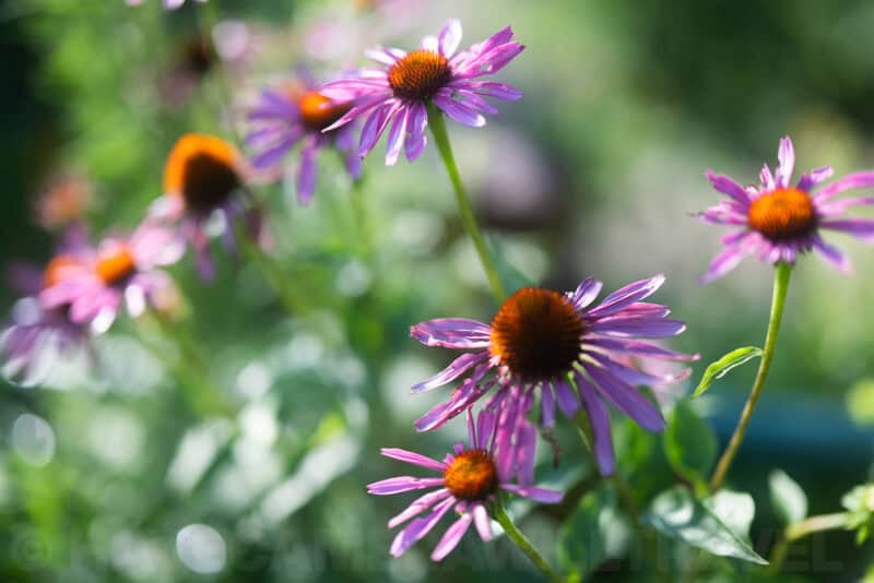 Nikon NIKKOR Z 50mm f1.2 S Lens Sample Image