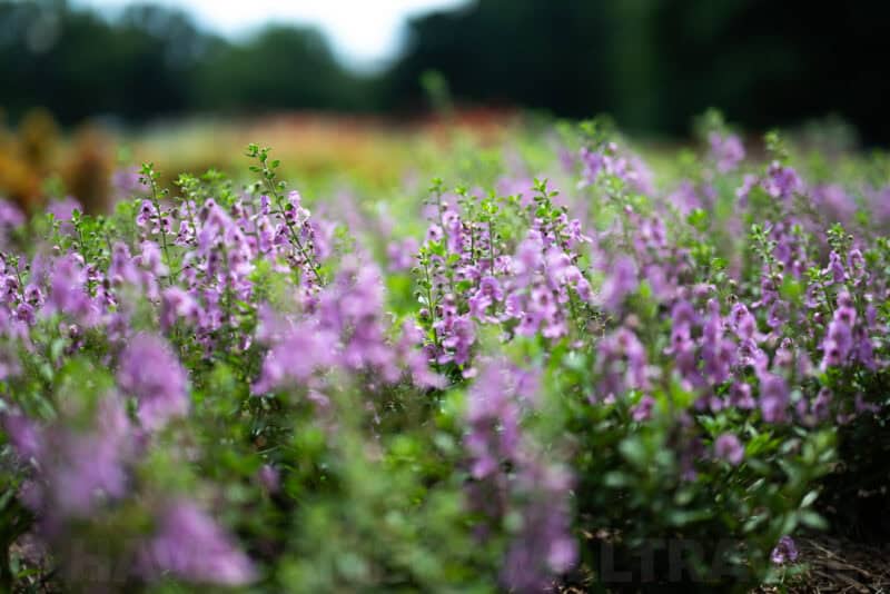 Nikon NIKKOR Z 50mm f1.2 S Lens Sample Image