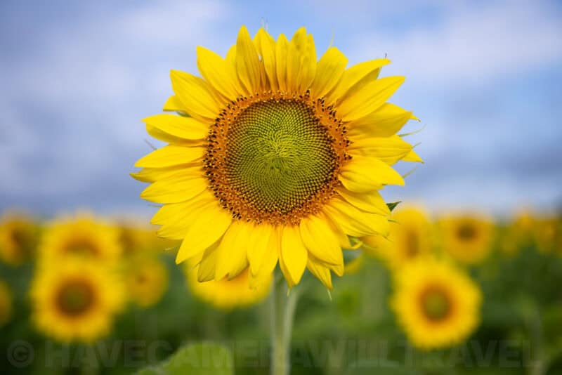 Nikon NIKKOR Z 35mm f1.8 S Prime Lens Sample Image