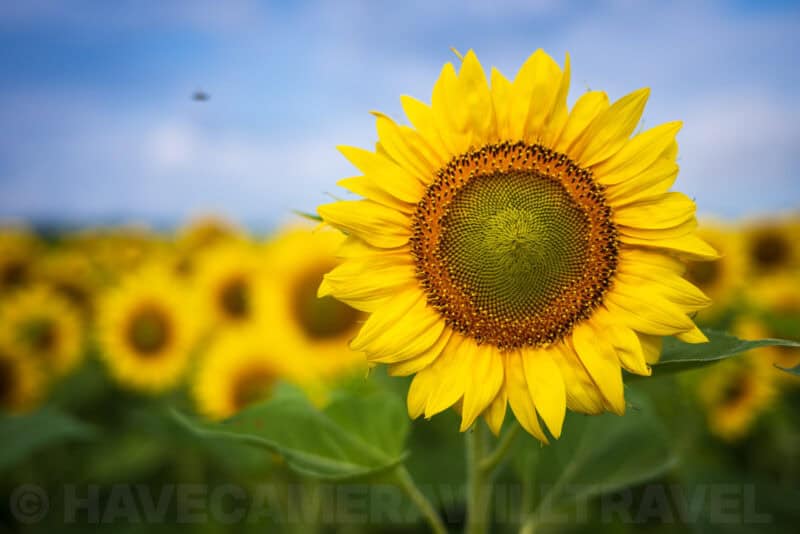 Nikon Z 40mm f2.8 Sample Image. Photo by David Coleman - havecamerawilltravel.com