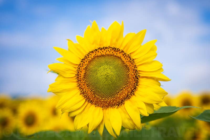 Nikon Z 40mm f2 Lens Sample Image. Photo by David Coleman - havecamerawilltravel.com