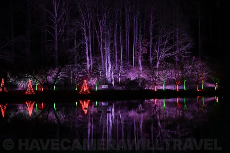 Bare trees lit purple reflected in a lake beside red and green illuminated conical trees at night