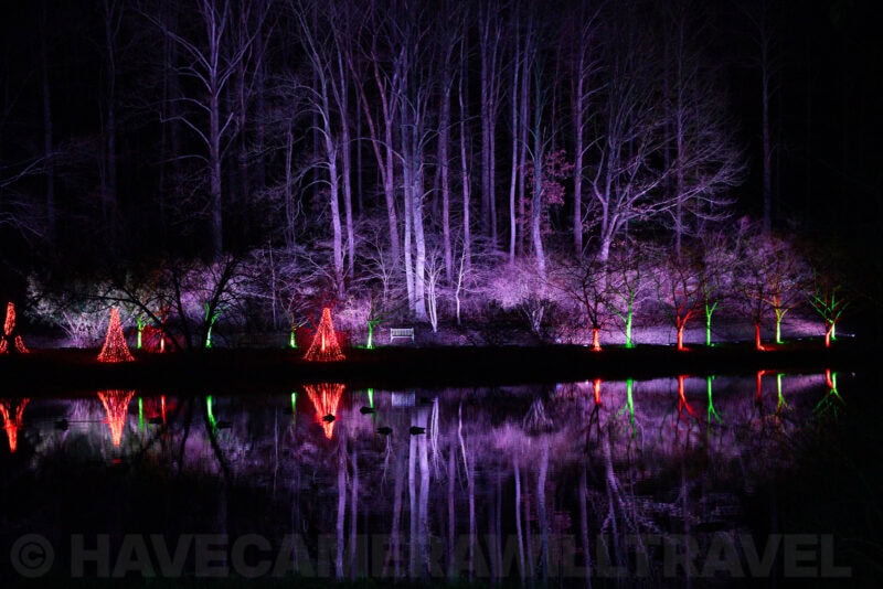 Lakeside trees lit in purple, red and green with reflections on dark water at night