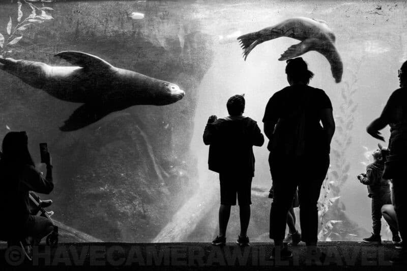 Nikon Z8 Black and White Photo. Photo by David Coleman - havecamerawilltravel.com
