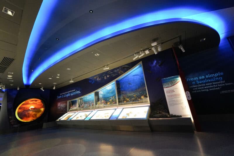 Museum exhibit hall with a curved blue-lit ceiling above illuminated ocean life display cases