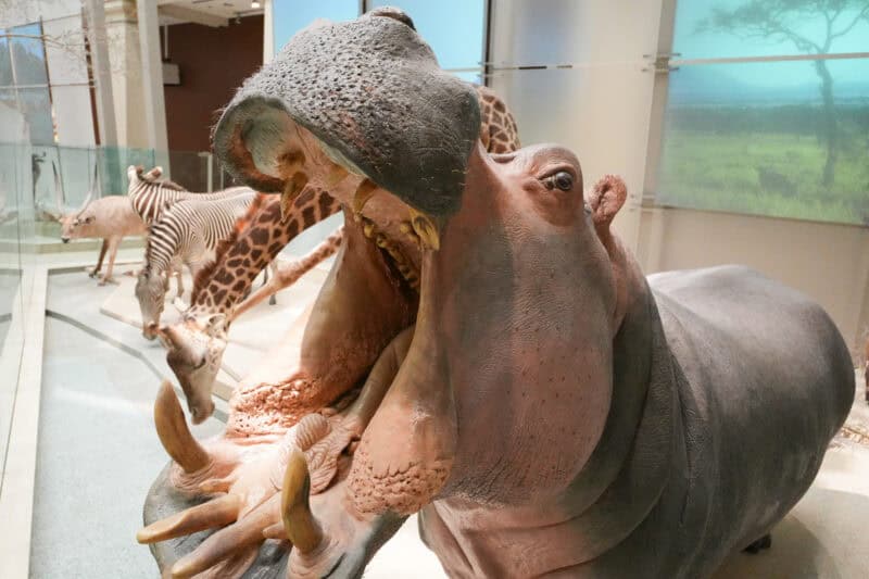 Taxidermy hippopotamus displayed with its mouth wide open beside a mounted giraffe and zebra